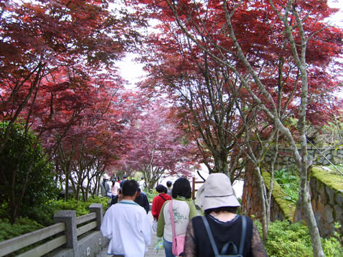 照片_看，步道兩旁的櫻花，盛開的如此鮮紅艷麗。